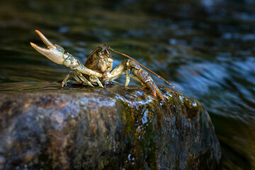 Austropotamobius torrentium - the stone crayfish, is a European species of freshwater crayfish in...