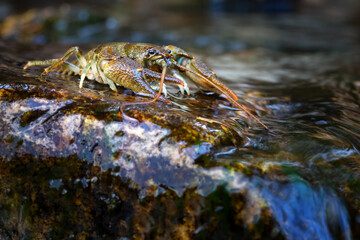 Austropotamobius torrentium - the stone crayfish, is a European species of freshwater crayfish in the family Astacidae