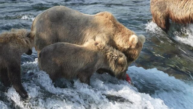 Brown Bear with cubs eating a Sockeye Salmon fish at Brooks Falls in Alaska - Slow Motion