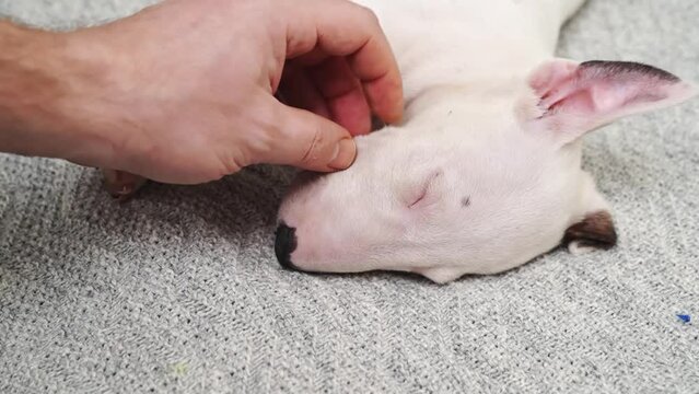 a man's hand strokes a mini bull terrier puppy sleeping on a gray blanket