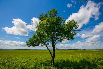 Fototapeta na wymiar Picturesque summer field. A lone tree stands in a green field.