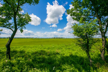 Fototapeta premium Picturesque summer field. A lone tree stands in a green field.