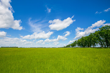 Obraz premium Picturesque summer field. A lone tree stands in a green field.