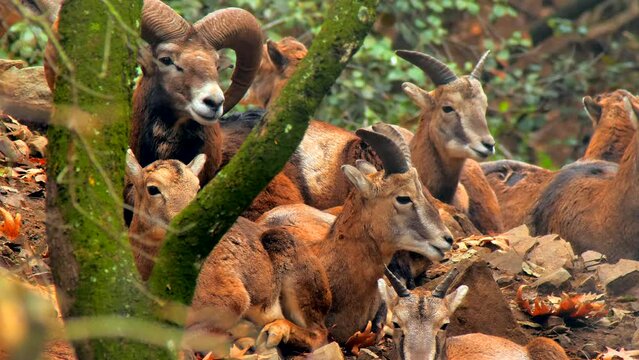 Ram goat mouflon nature farm mountains wildlife forest