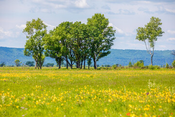 Picturesque summer field. A lone tree stands in a green field.