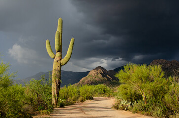 Sonoran desert trail and ominous clouds © Tonia