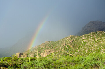 Rainbow over the sonoran desert scenery
