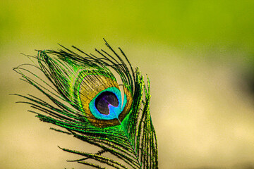 Close up of a peacock feather on green background
