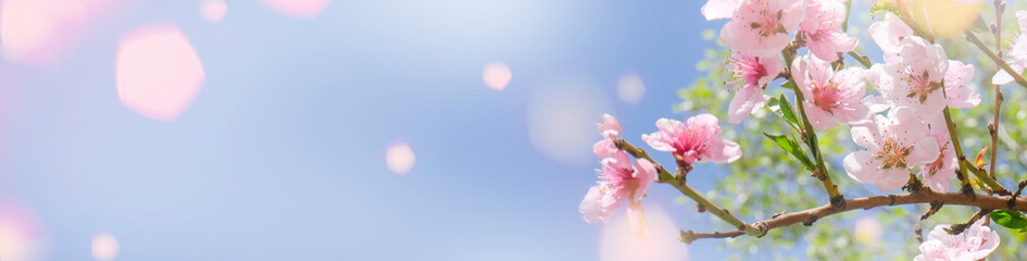 Fototapeta na wymiar Spring background - spring composition of sakura. Banner. copy space