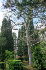 Fototapeta premium Mediterranean pine tree against the sky. Coniferous tree close-up.