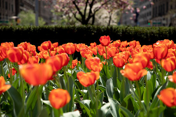 Tulips Along Park Avenue
