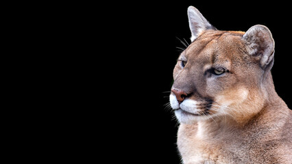 Fototapeta premium Close up portrait of a mountain lion, also called puma or cougar, isolated on a black background with room for text