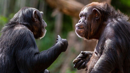 Two chimpanzees meeting with each other apparently having a discussion using hand gestures - obrazy, fototapety, plakaty
