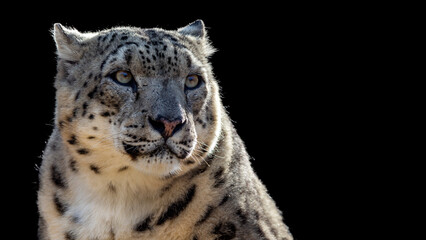 Close up portrait of a snow leopard isolated on a black background with room for text