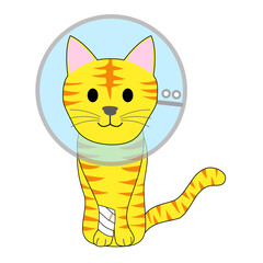 A tabby cat with an Elizabethan collar 