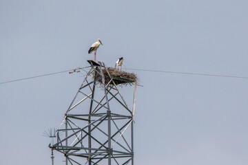 The nest of the Far Eastern stork on the top of the power line. The Far Eastern stork sits in a nest against the blue sky.