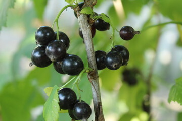 blackcurrant berries grow on a bush branch close-up. Vitamin C in berries and fruits. growing berries plant growing care for fruit bushes bushes