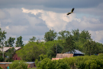 Far Eastern stork flies against the blue sky.