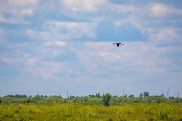 Far Eastern stork flies against the blue sky.