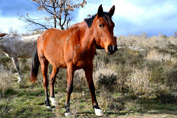 Obraz premium Brown horse walking in a field