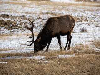 An elk grazes in a snow covered meadow in Colorado during winter, close up.