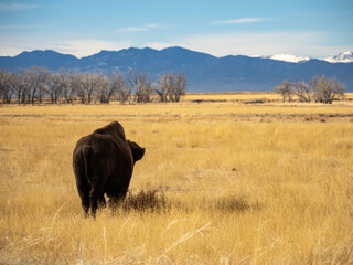 A bison grazing in a prairie during winter, in the Rocky Mountain Arsenal wildlife refuge in Colorado.