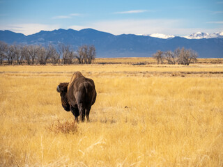 A bison grazing in a prairie during winter, in the Rocky Mountain Arsenal wildlife refuge in...