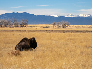 A bison laying in a prairie during winter, in the Rocky Mountain Arsenal wildlife refuge in Colorado.