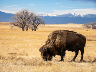A bison grazing in a prairie during winter, in the Rocky Mountain Arsenal wildlife refuge in...