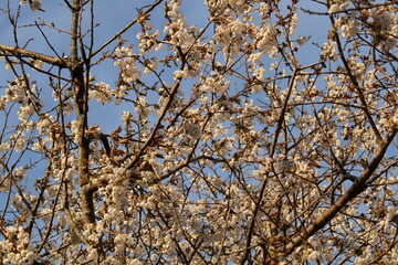 branches against blue sky