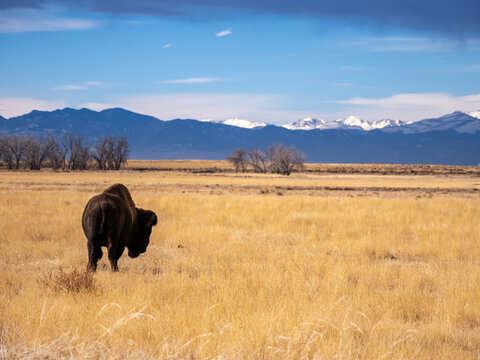 A bison grazing in a prairie during winter, in the Rocky Mountain Arsenal wildlife refuge in Colorado.