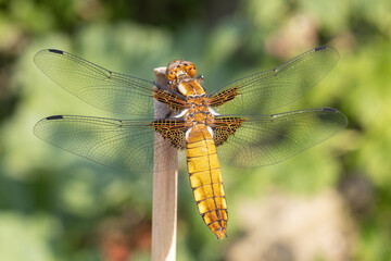 gelbe Libelle