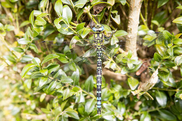 Libelle auf Buchsbaum