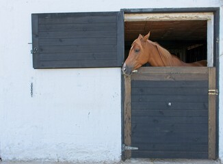 brown horse poking its head out of a white-walled stable door