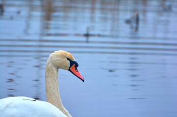 White swan swims on the river early spring.