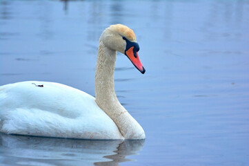 Obraz premium White swan swims on the river early spring.