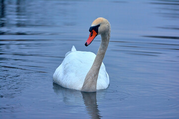 White swan swims on the river early spring.