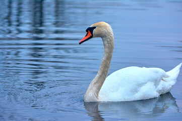 Fototapeta premium White swan swims on the river early spring.