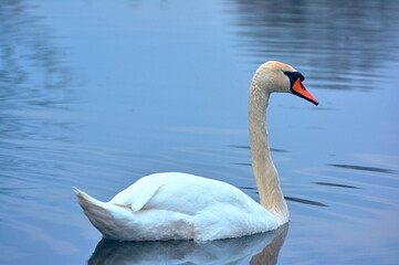 White swan swims on the river early spring.