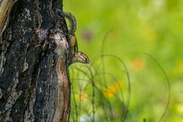 A striped chipmunk sits on a tree trunk.