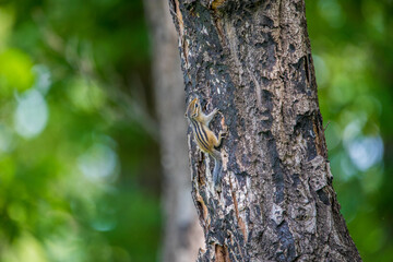A striped chipmunk sits on a tree trunk.