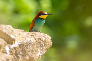 The European bee - eater - Merops apiaster - is a near passerine bird in the bee-eater family