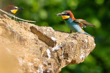 The European bee - eater - Merops apiaster - is a near passerine bird in the bee-eater family