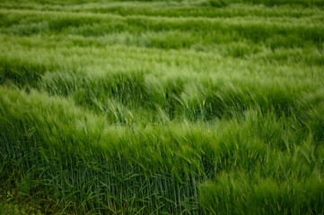 Field of fresh green barley cereals. Beautiful background