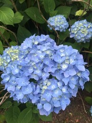 blue hydrangea flowers