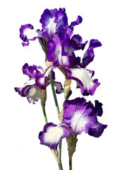 Flowers of large violet-white flowers of garden irises. Stems with rich purple irises flowers are white isolated.