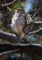 Coopers Hawk - female