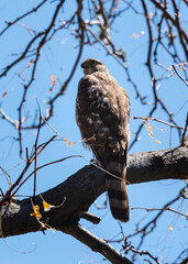 Coopers Hawk - female
