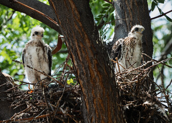 Coopers Hawk fledglings