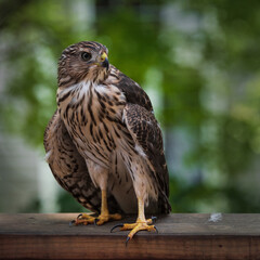 Young Coopers Hawk